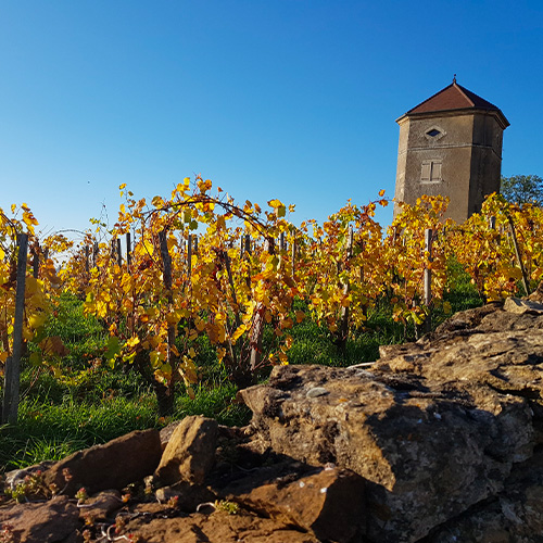 arbois
